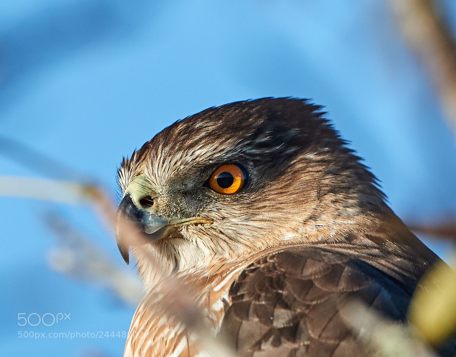 Canon EOS-1D X Mark II sample photo. 01-31-18-0001641.jpg photography