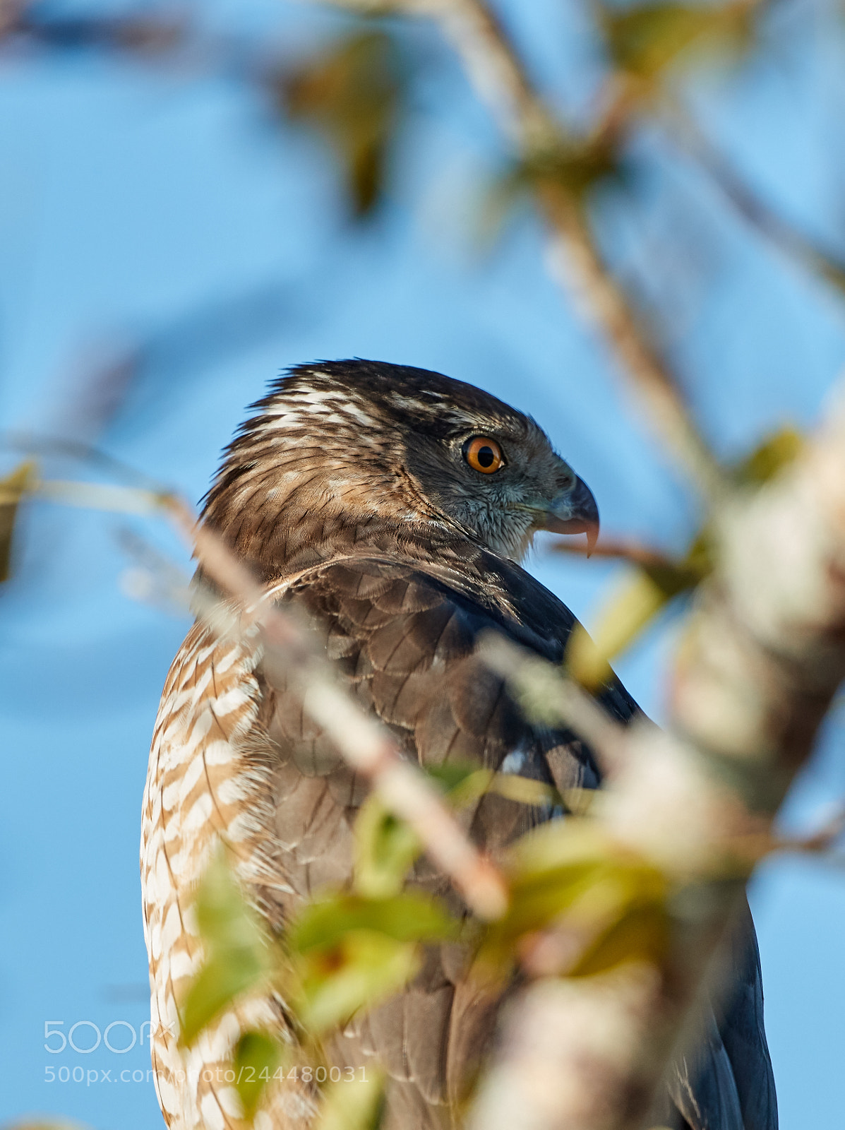 Canon EOS-1D X Mark II sample photo. 01-31-18-0001643.jpg photography
