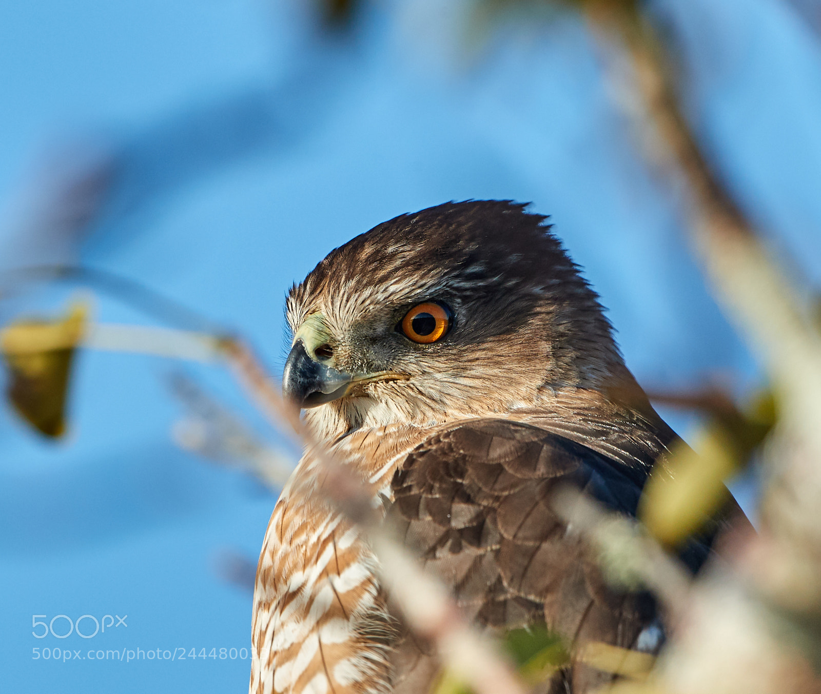 Canon EOS-1D X Mark II sample photo. 01-31-18-0001640.jpg photography