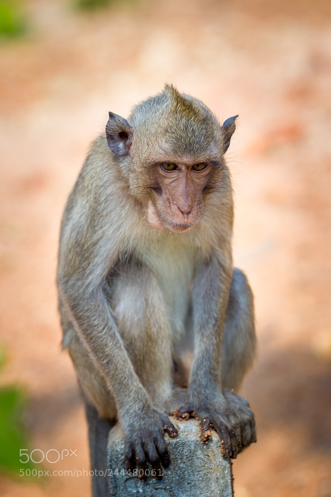 Canon EOS-1D Mark IV sample photo. Wild monkey photography