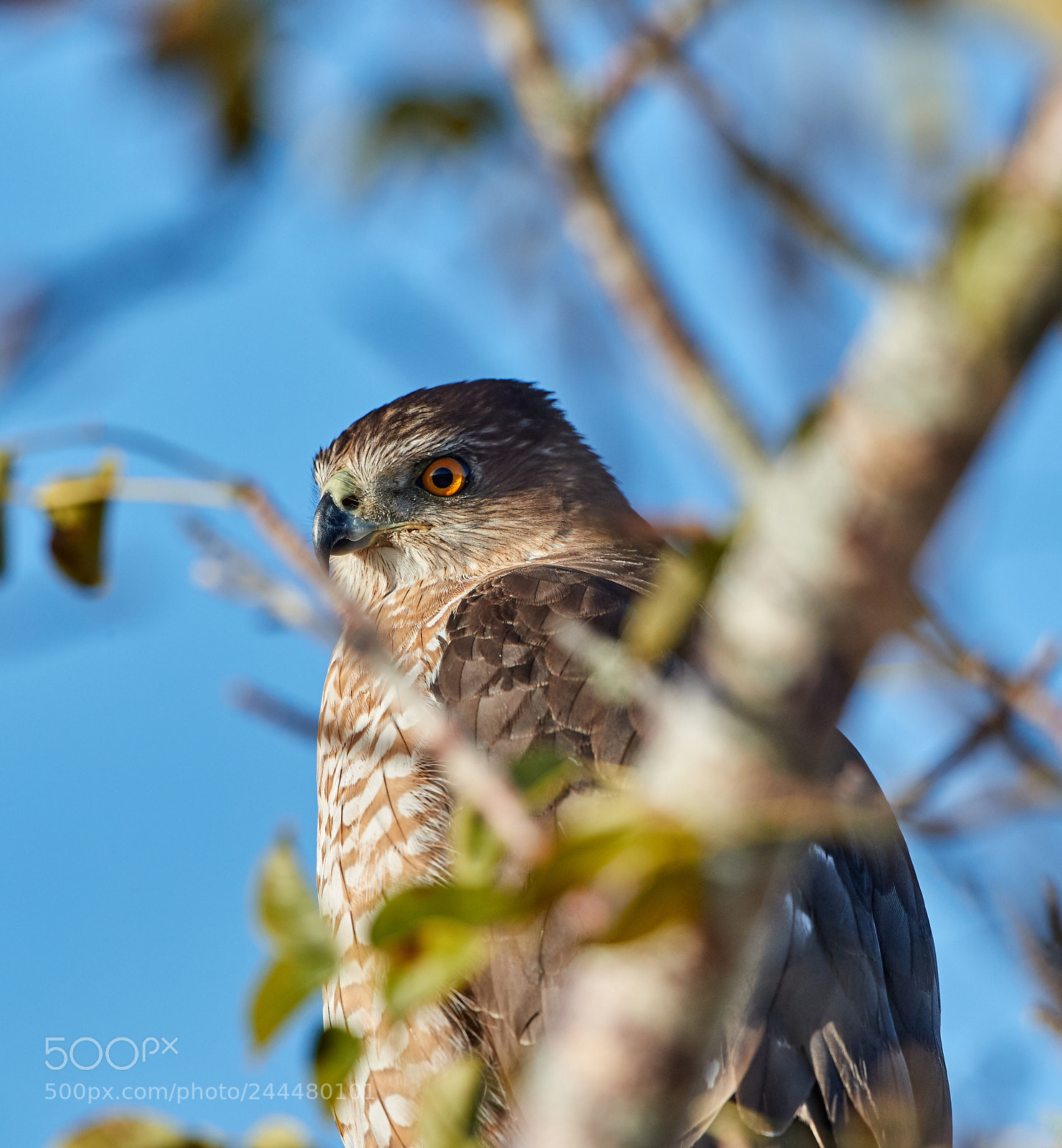Canon EOS-1D X Mark II sample photo. 01-31-18-0001639.jpg photography