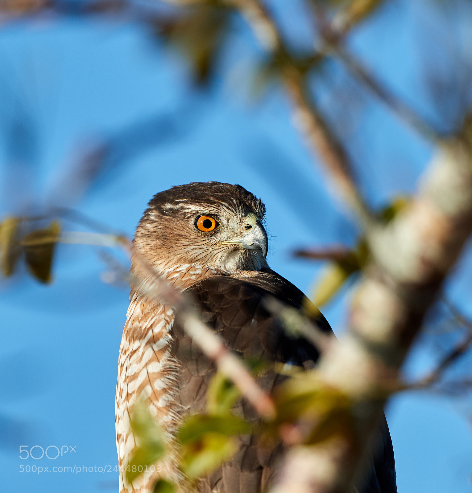 Canon EOS-1D X Mark II sample photo. 01-31-18-0001638.jpg photography