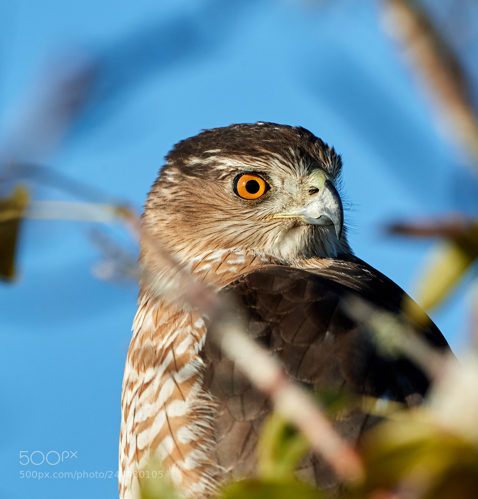 Canon EOS-1D X Mark II sample photo. 01-31-18-0001637.jpg photography