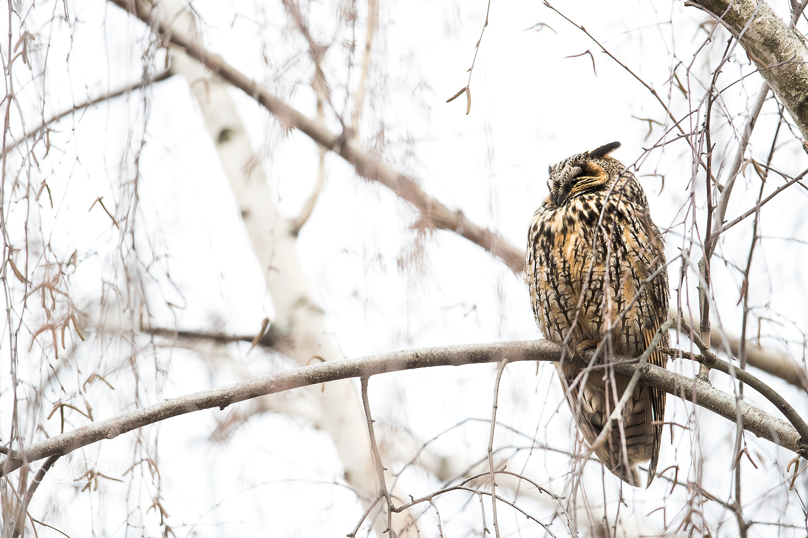 Canon EOS-1D X Mark II sample photo. Long eared owl on photography