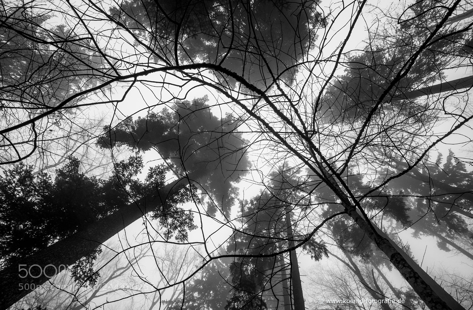 Nikon D600 sample photo. Gloomy forest photography