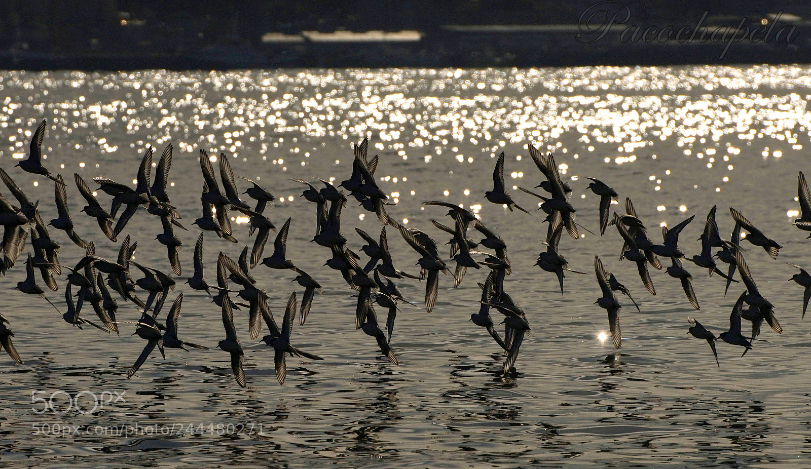 Sony a99 II sample photo. Bandada photography