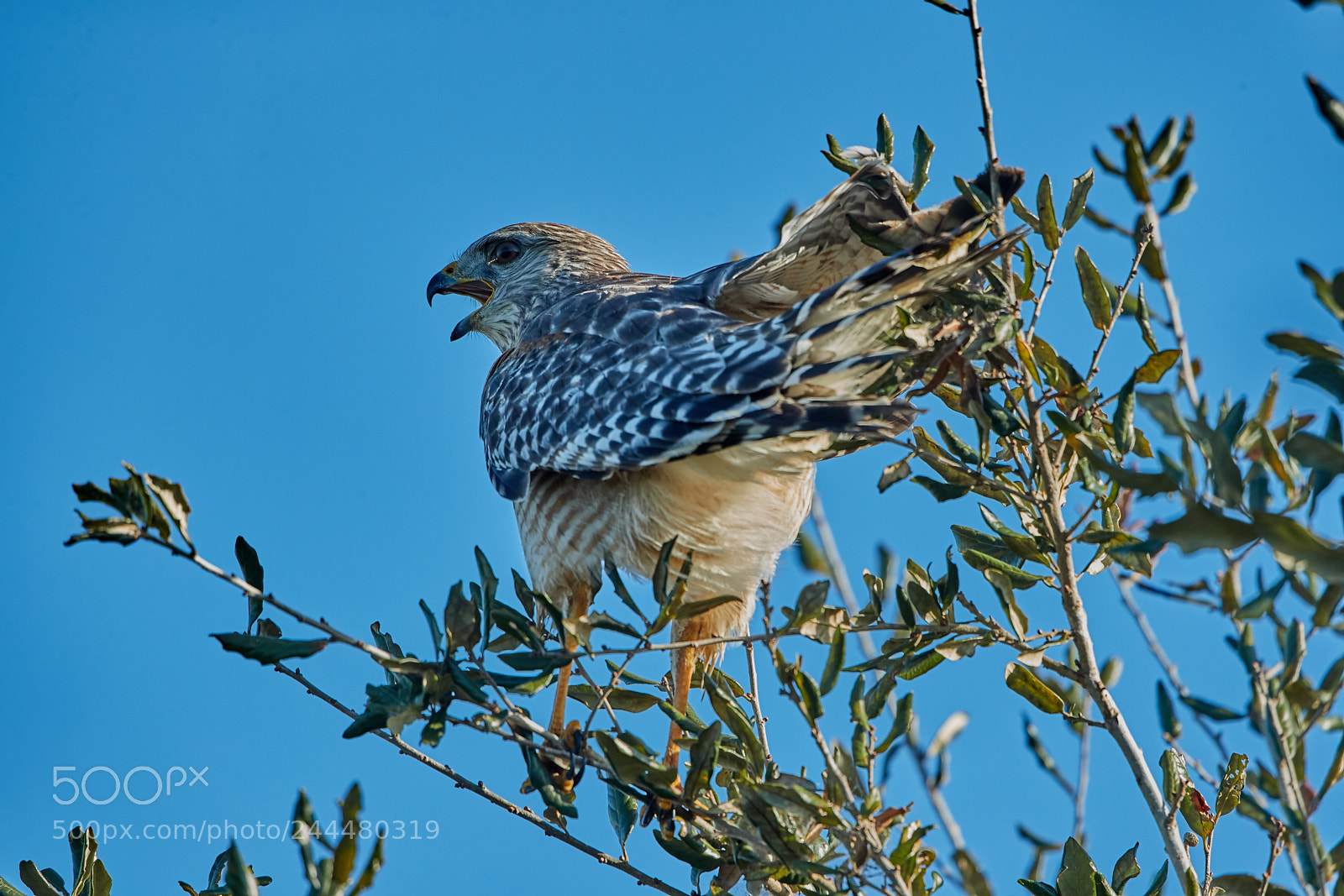 Canon EOS-1D X Mark II sample photo. 01-31-18-0001572.jpg photography