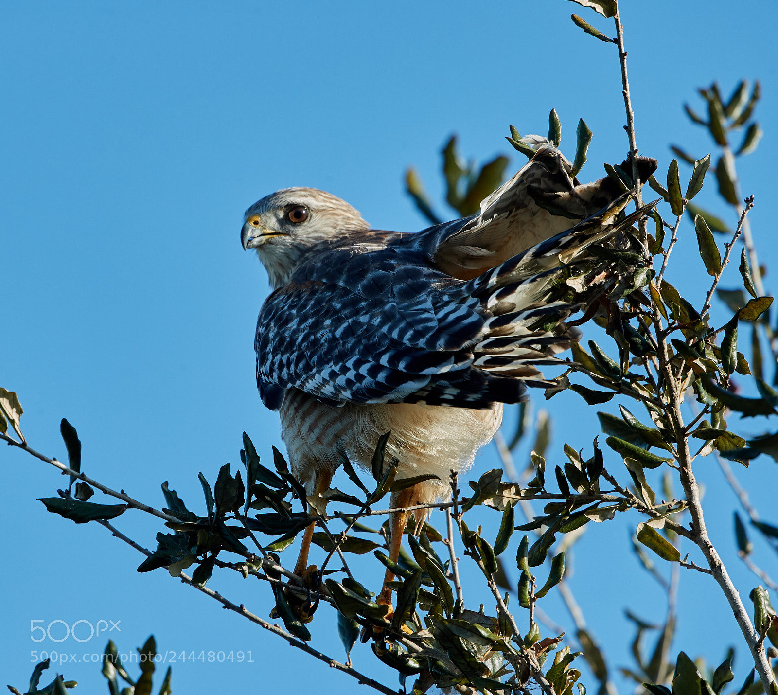 Canon EOS-1D X Mark II sample photo. 01-31-18-0001568.jpg photography