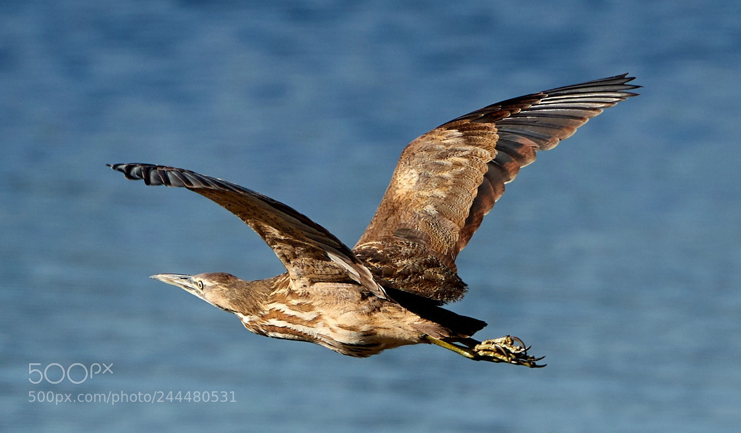 Canon EOS-1D X Mark II sample photo. 01-31-18-0001491.jpg photography