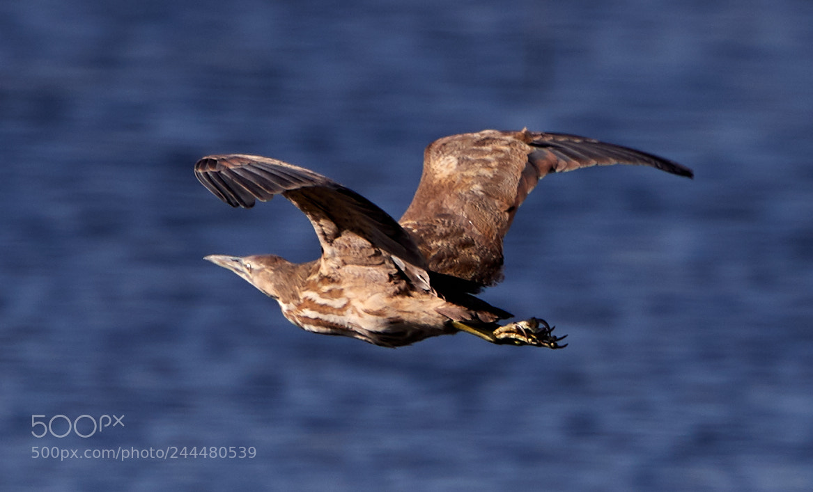 Canon EOS-1D X Mark II sample photo. 01-31-18-0001490.jpg photography
