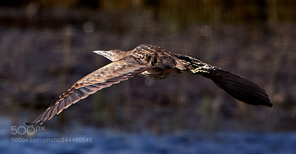 Canon EOS-1D X Mark II sample photo. 01-31-18-0001487.jpg photography