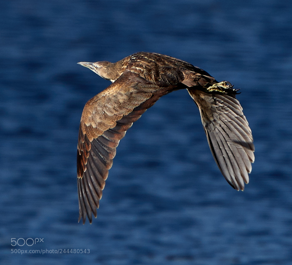 Canon EOS-1D X Mark II sample photo. 01-31-18-0001489.jpg photography
