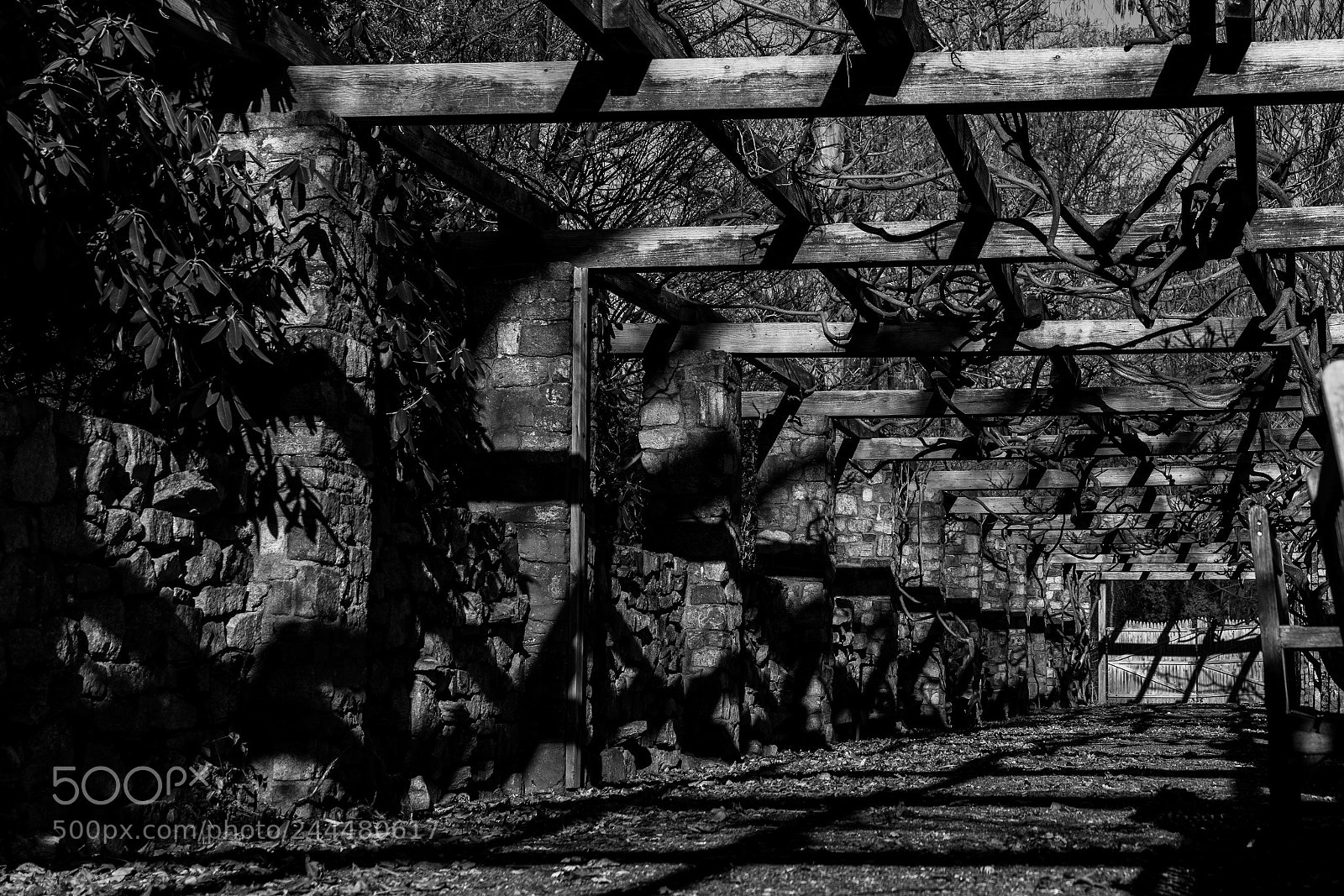 Sony a7R III sample photo. Botanical gardens perspective photography