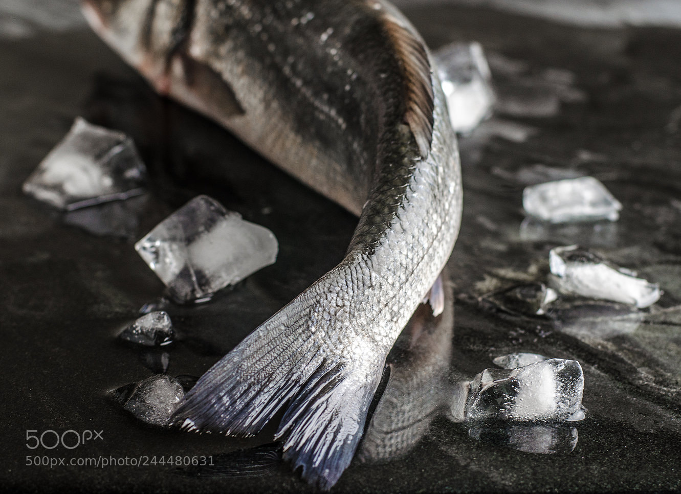 Nikon D5100 sample photo. Sea bass photography