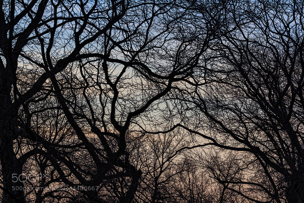 Canon EOS 60D sample photo. Winter trees at sunset photography