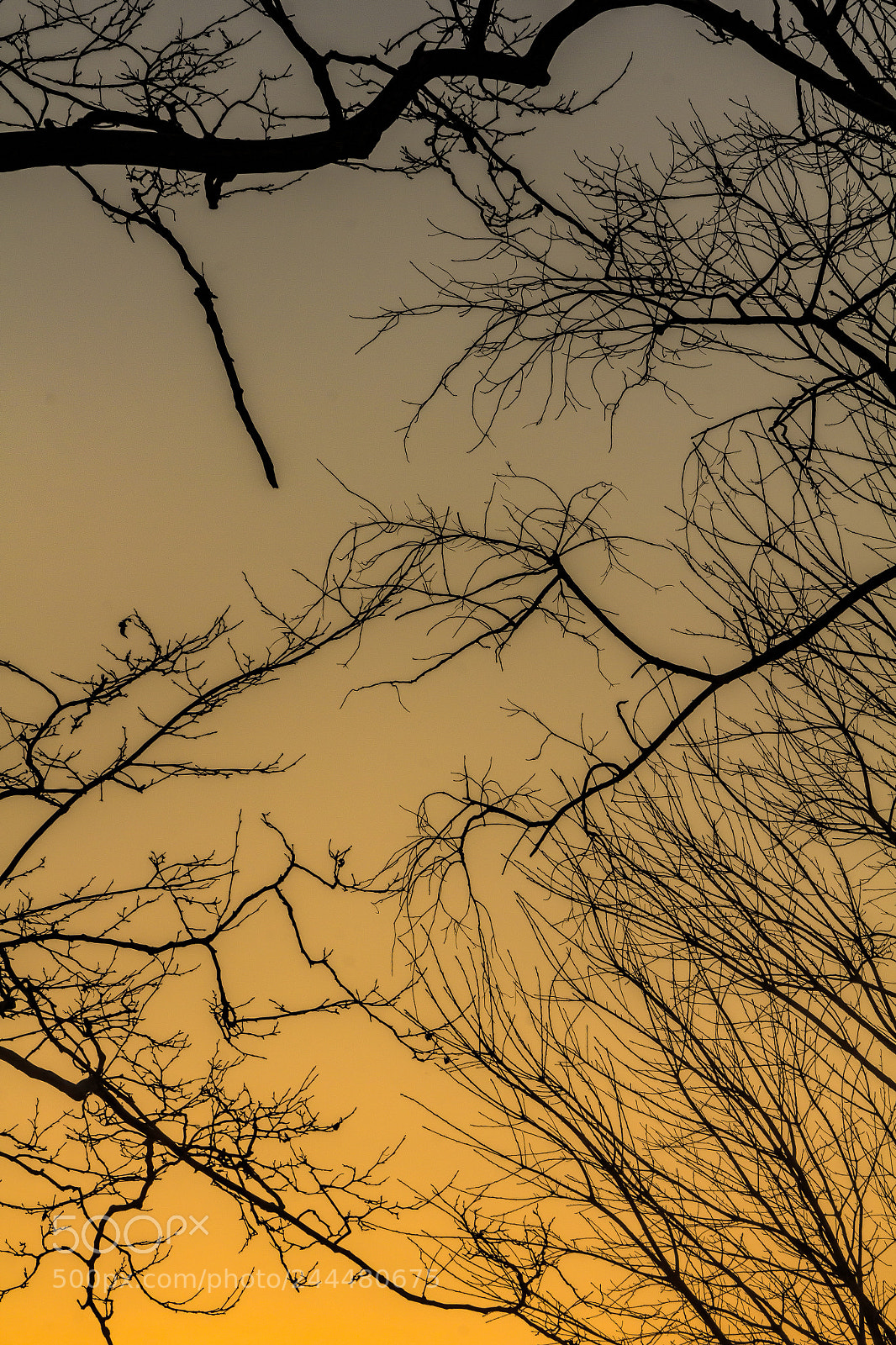 Canon EOS 60D sample photo. Winter trees and sunset photography