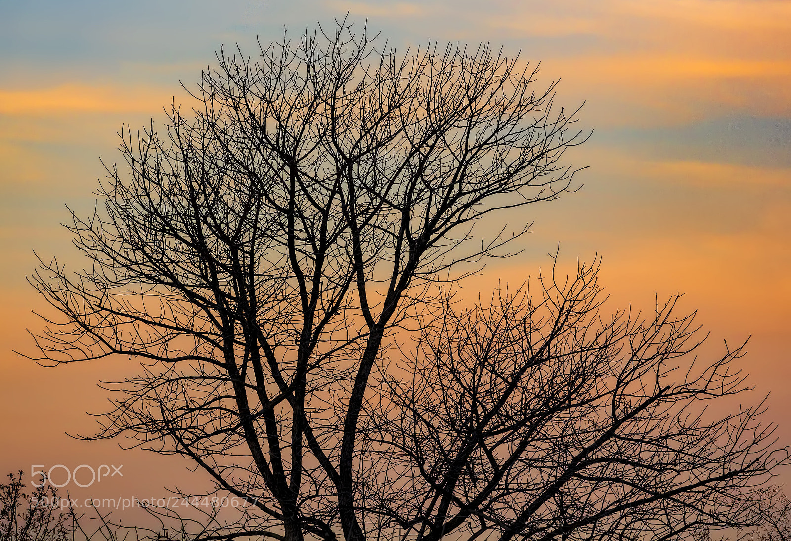 Canon EOS 60D sample photo. Winter trees at sunset 2 photography