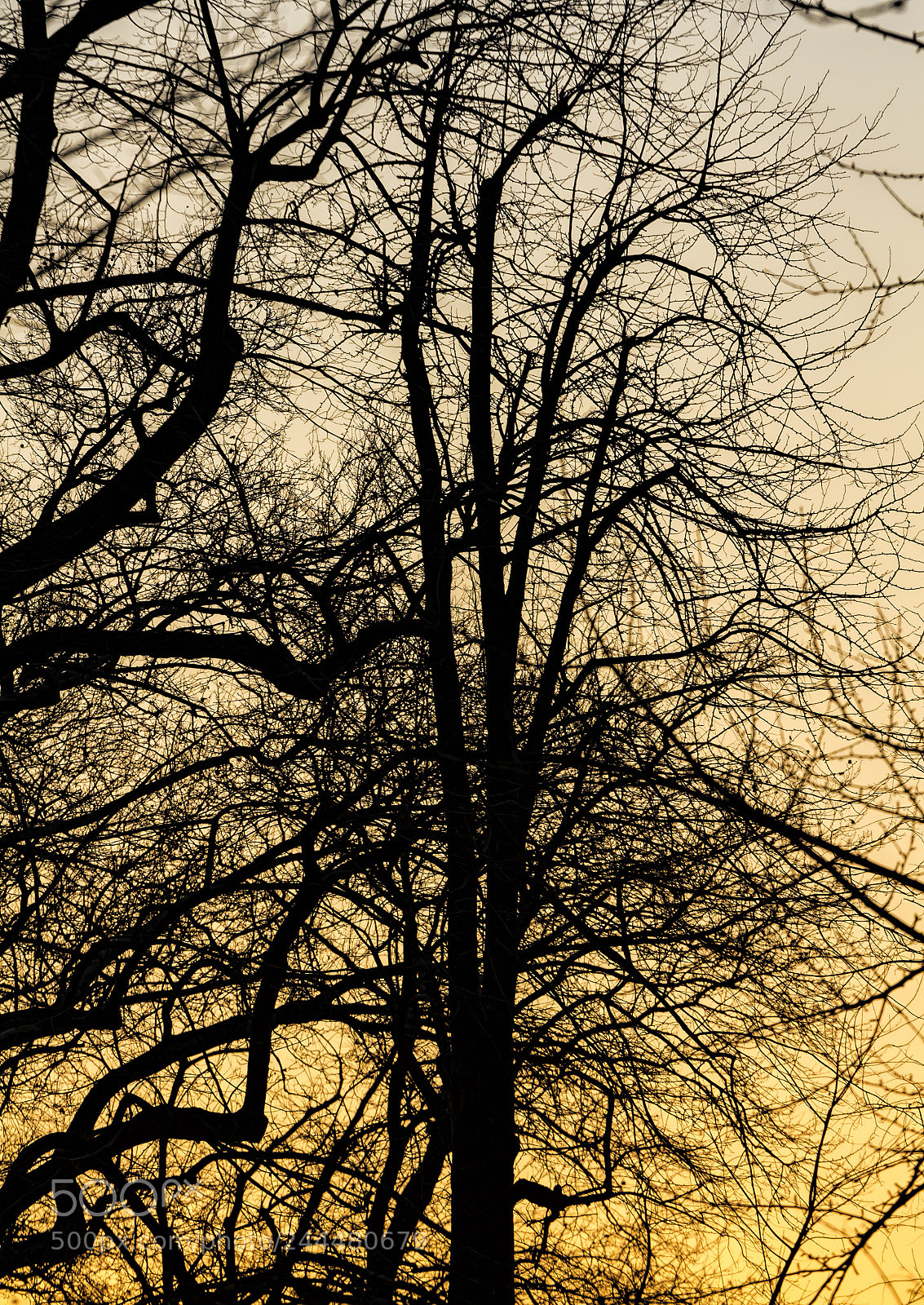 Canon EOS 60D sample photo. Winter trees at sunset 3 photography