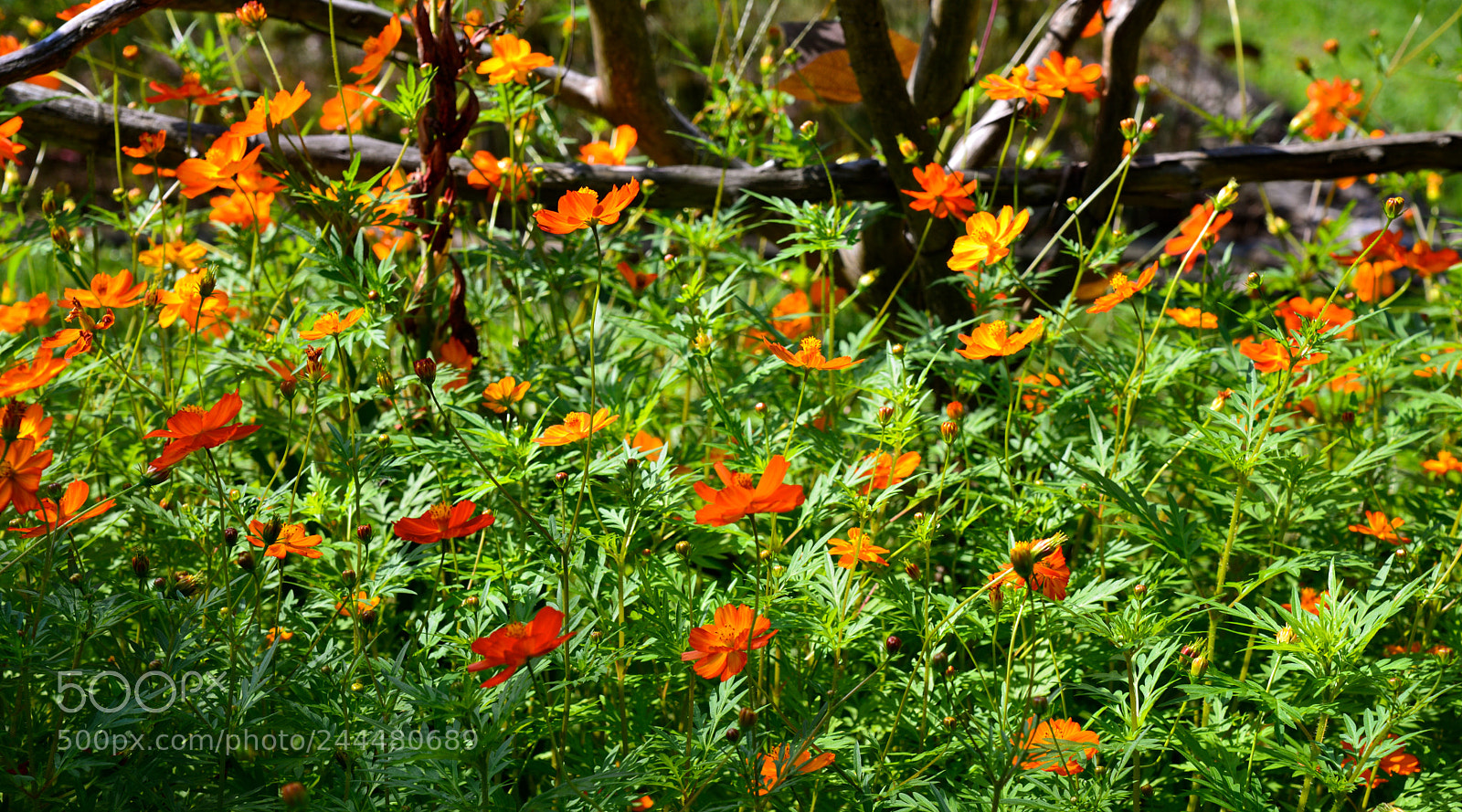 Nikon D600 sample photo. Wildflowers photography