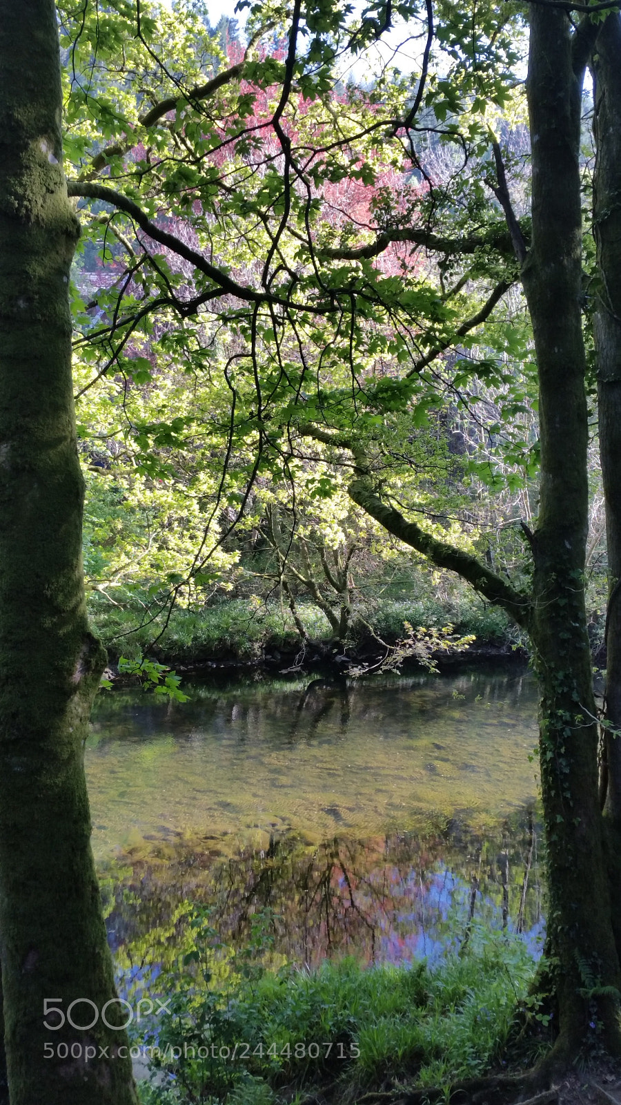 Samsung Galaxy Note4 sample photo. Tranqulity...reflect upon a colorful photography