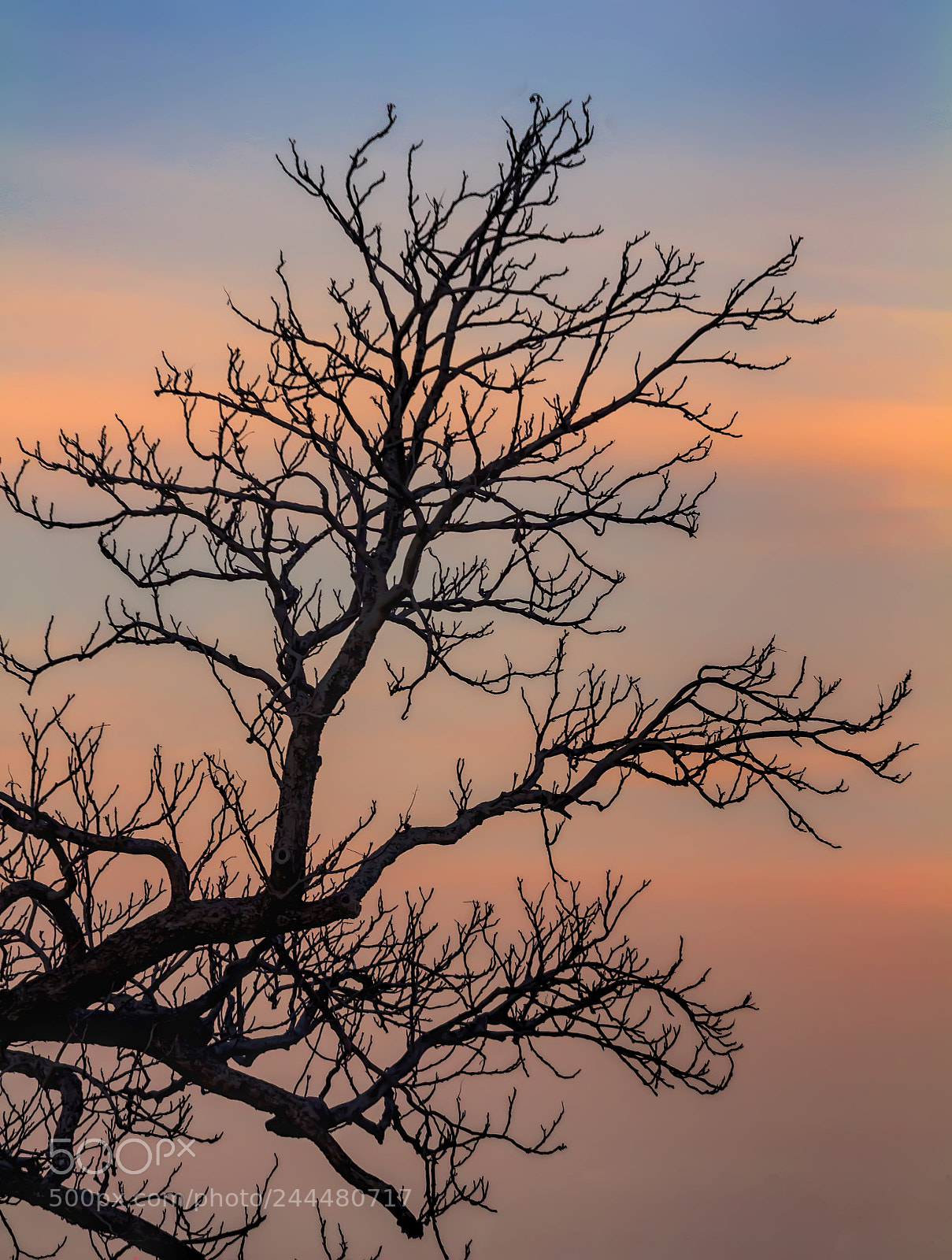 Canon EOS 60D sample photo. Winter trees at sunset photography