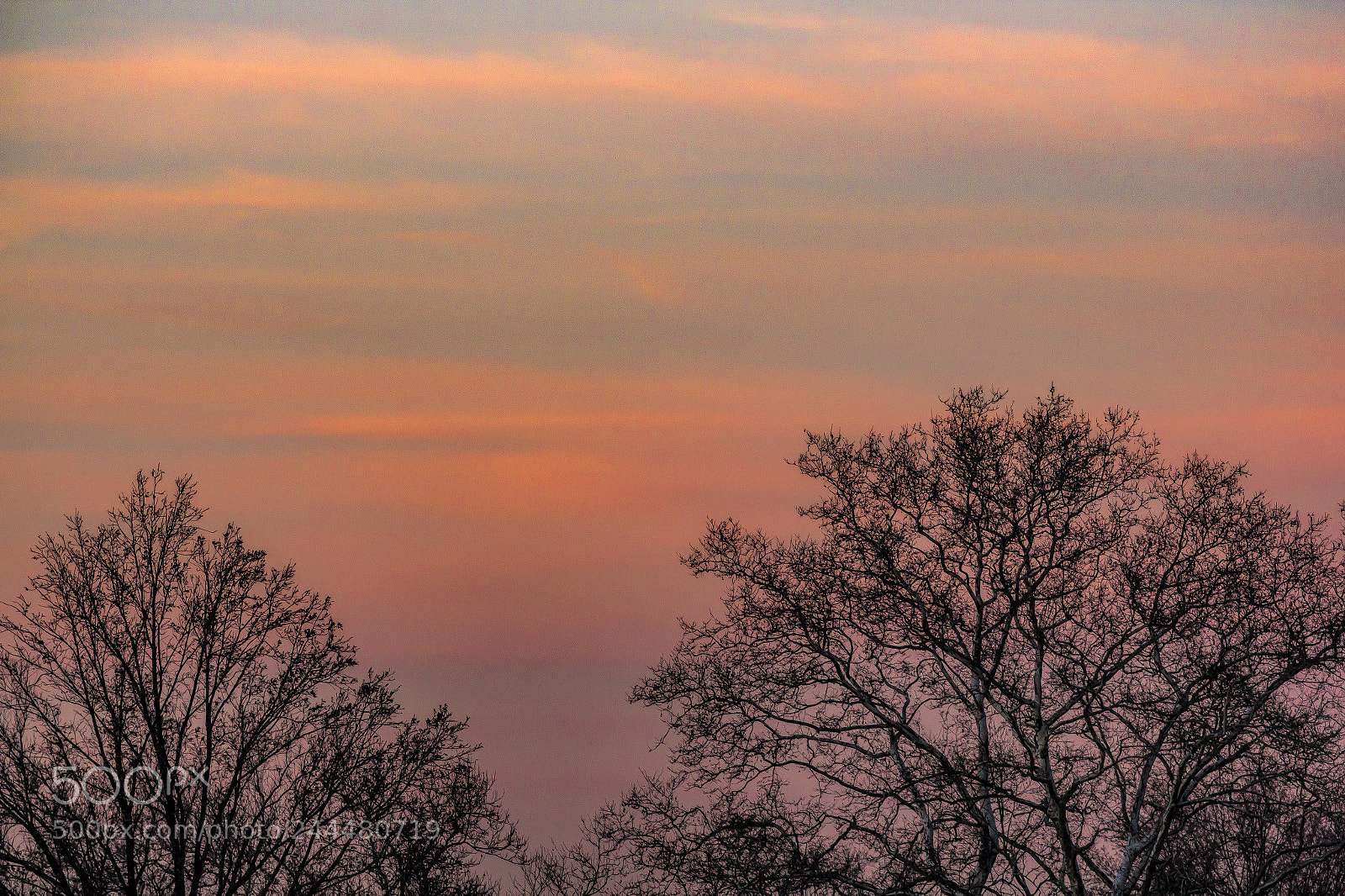Canon EOS 60D sample photo. Winter trees at sunset 5 photography