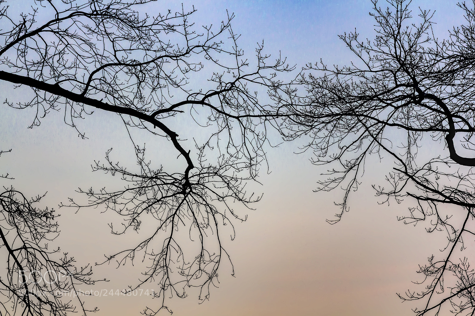 Canon EOS 60D sample photo. Winter trees - sunset photography