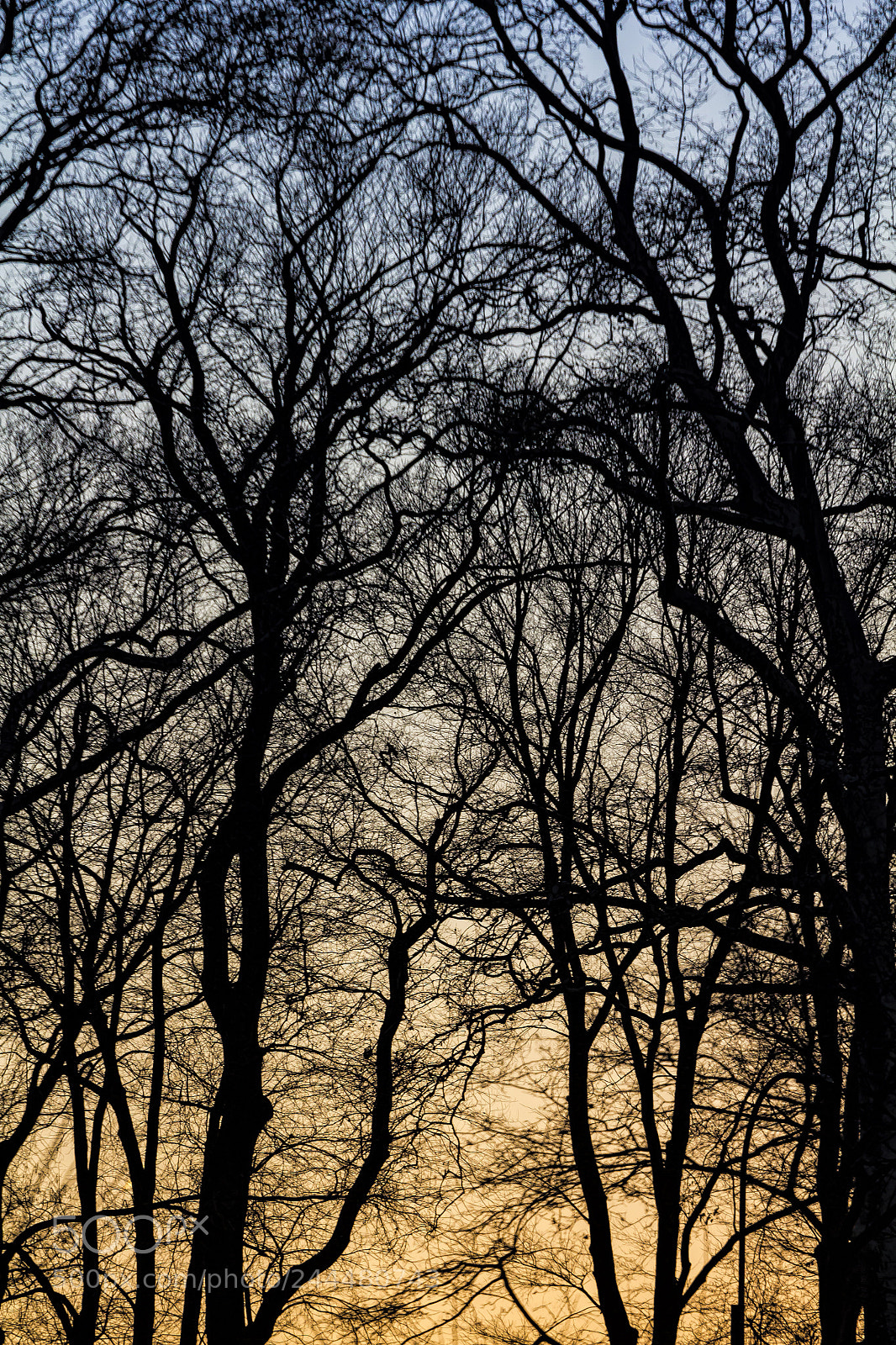 Canon EOS 60D sample photo. Winter trees at sunset 6 photography