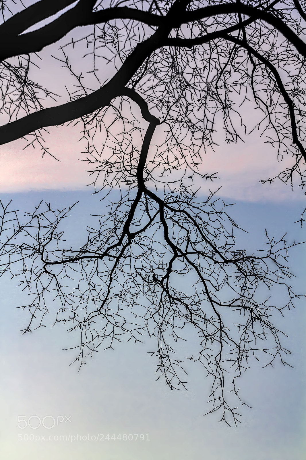 Canon EOS 60D sample photo. Winter trees at sunset photography