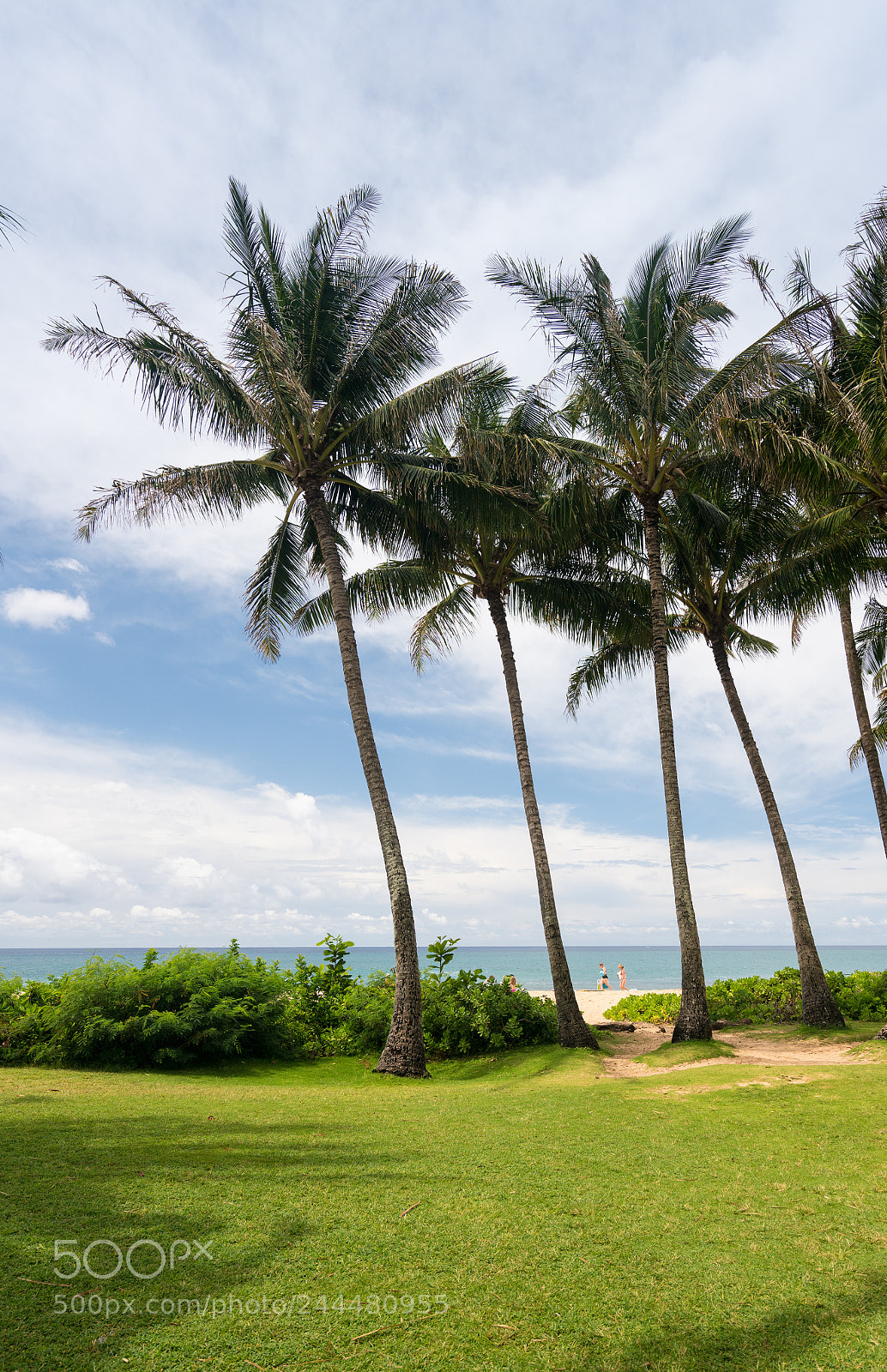 Sony a7R II sample photo. Palm trees frame the photography