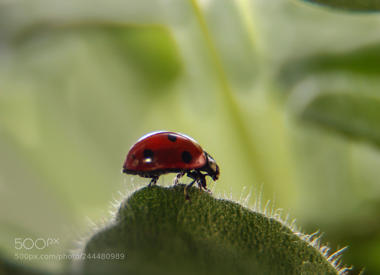 Canon EOS 600D (Rebel EOS T3i / EOS Kiss X5) sample photo. Ladybug climber photography