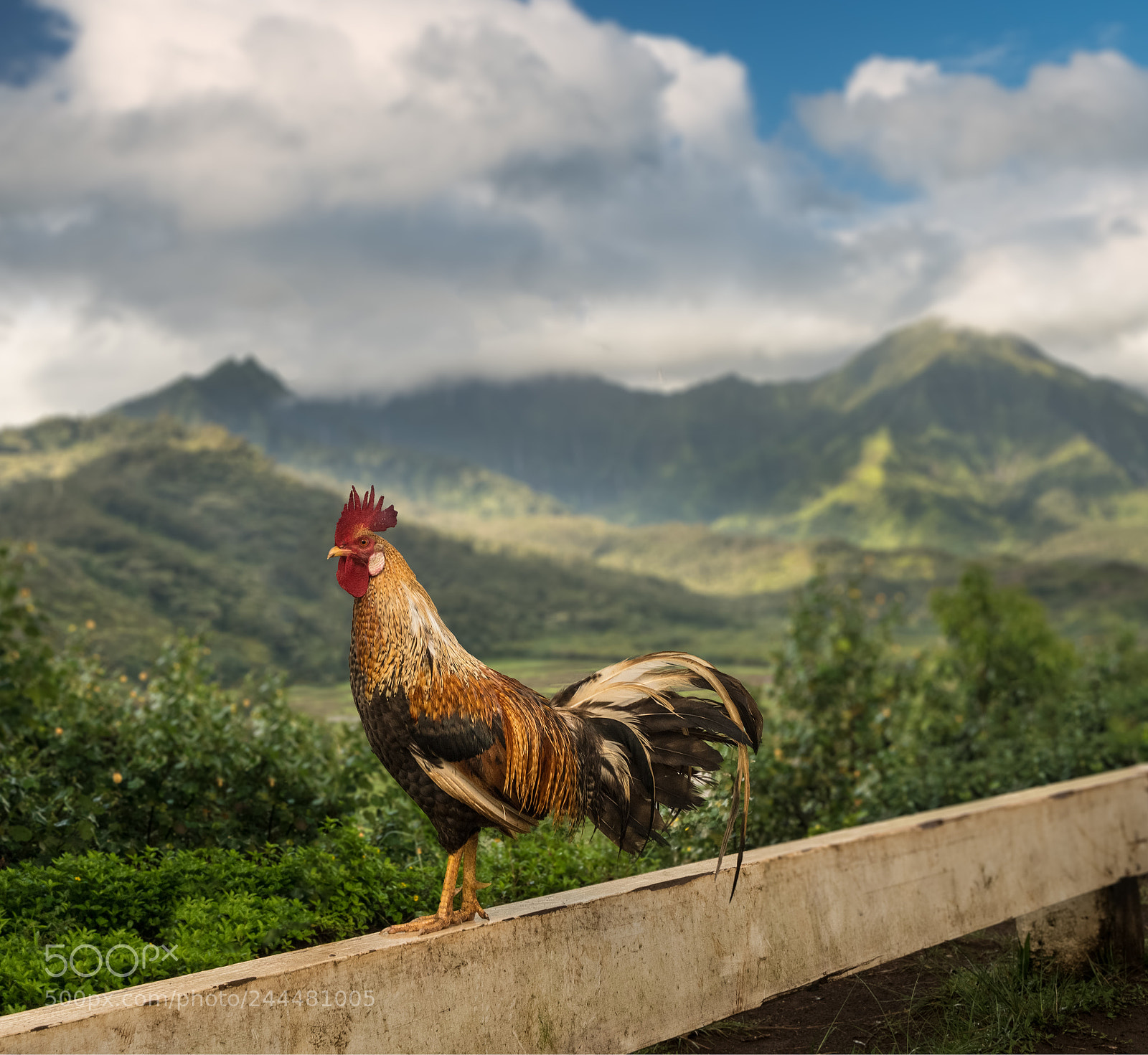 Sony a7R II sample photo. Wild cockerel at princeville photography