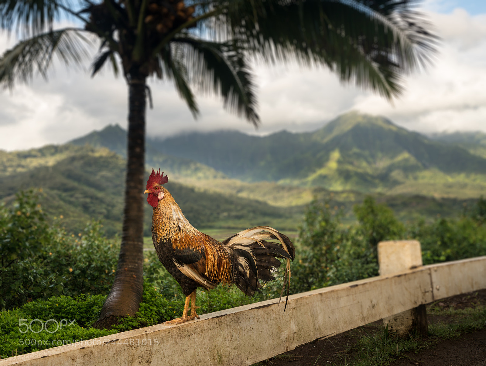 Sony a7R II sample photo. Wild cockerel at princeville photography