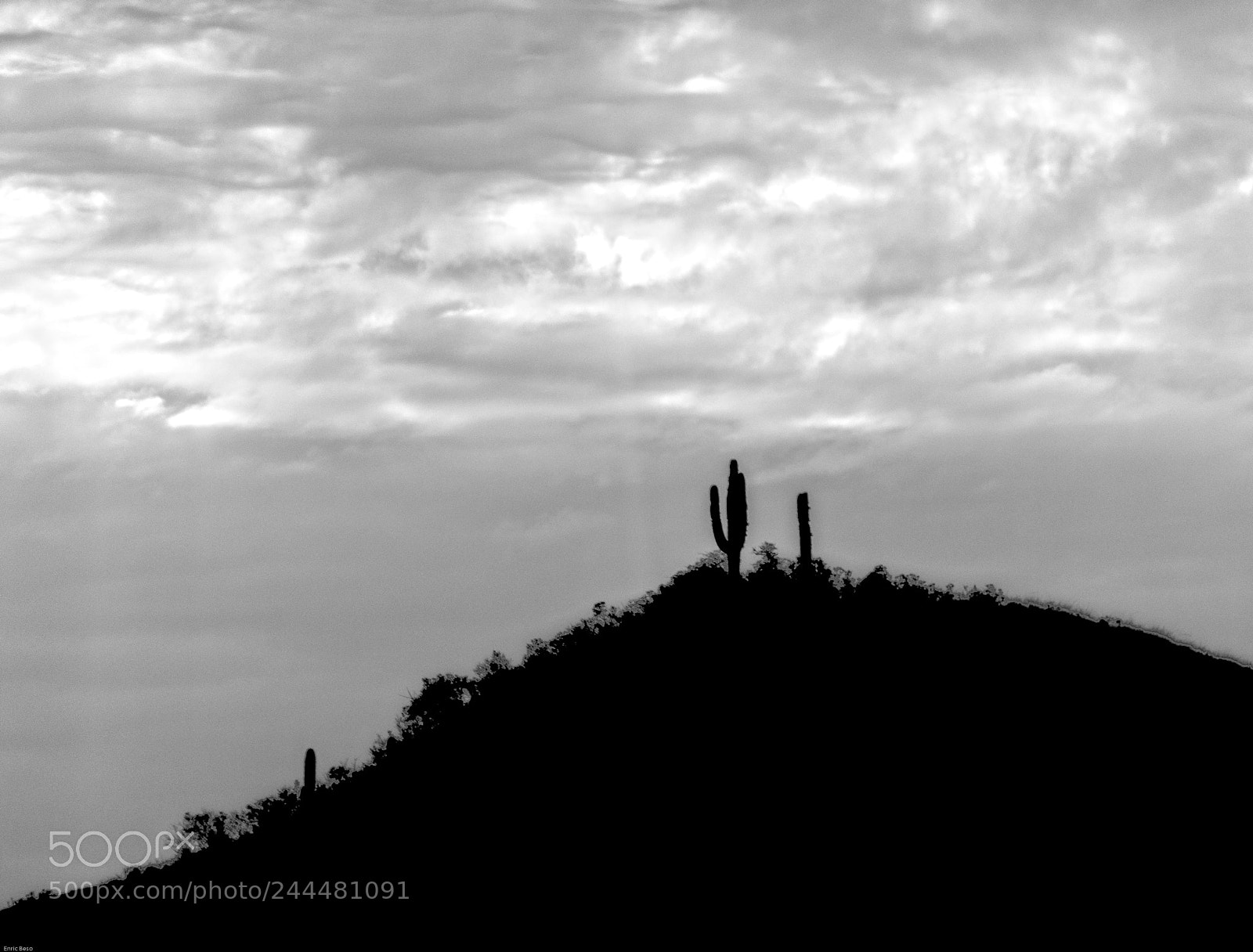 Nikon D5000 sample photo. Cactus photography