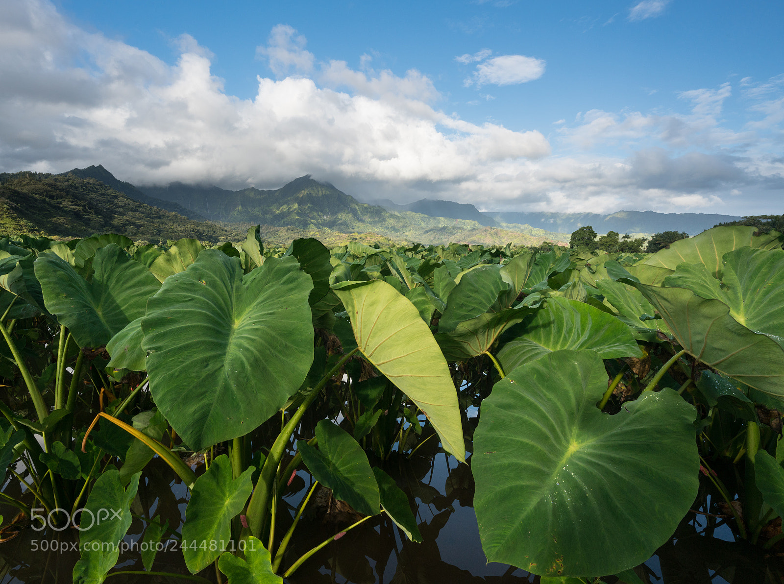 Sony a7R II sample photo. Taro plants in hanalei photography