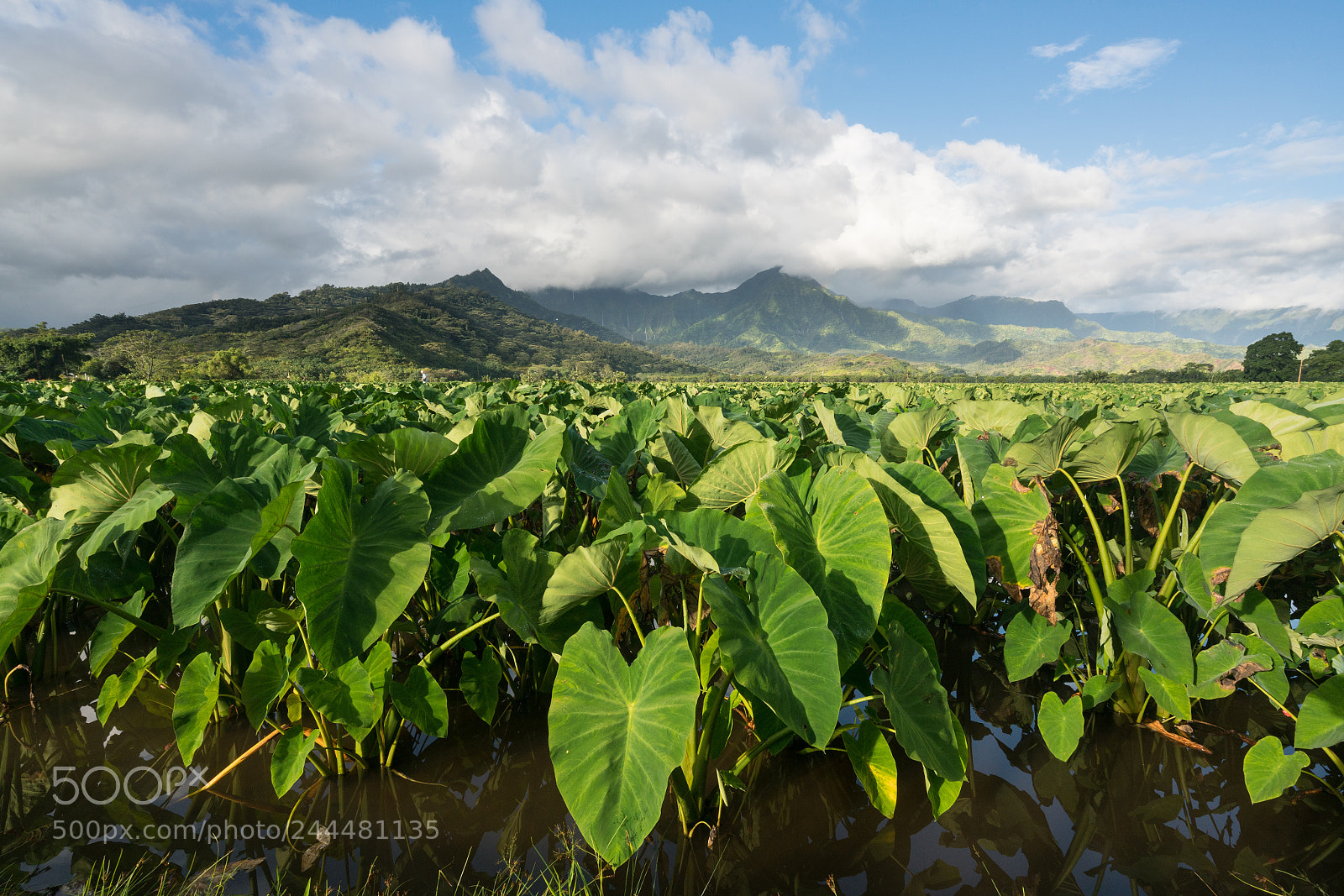 Sony a7R II sample photo. Taro plants in hanalei photography