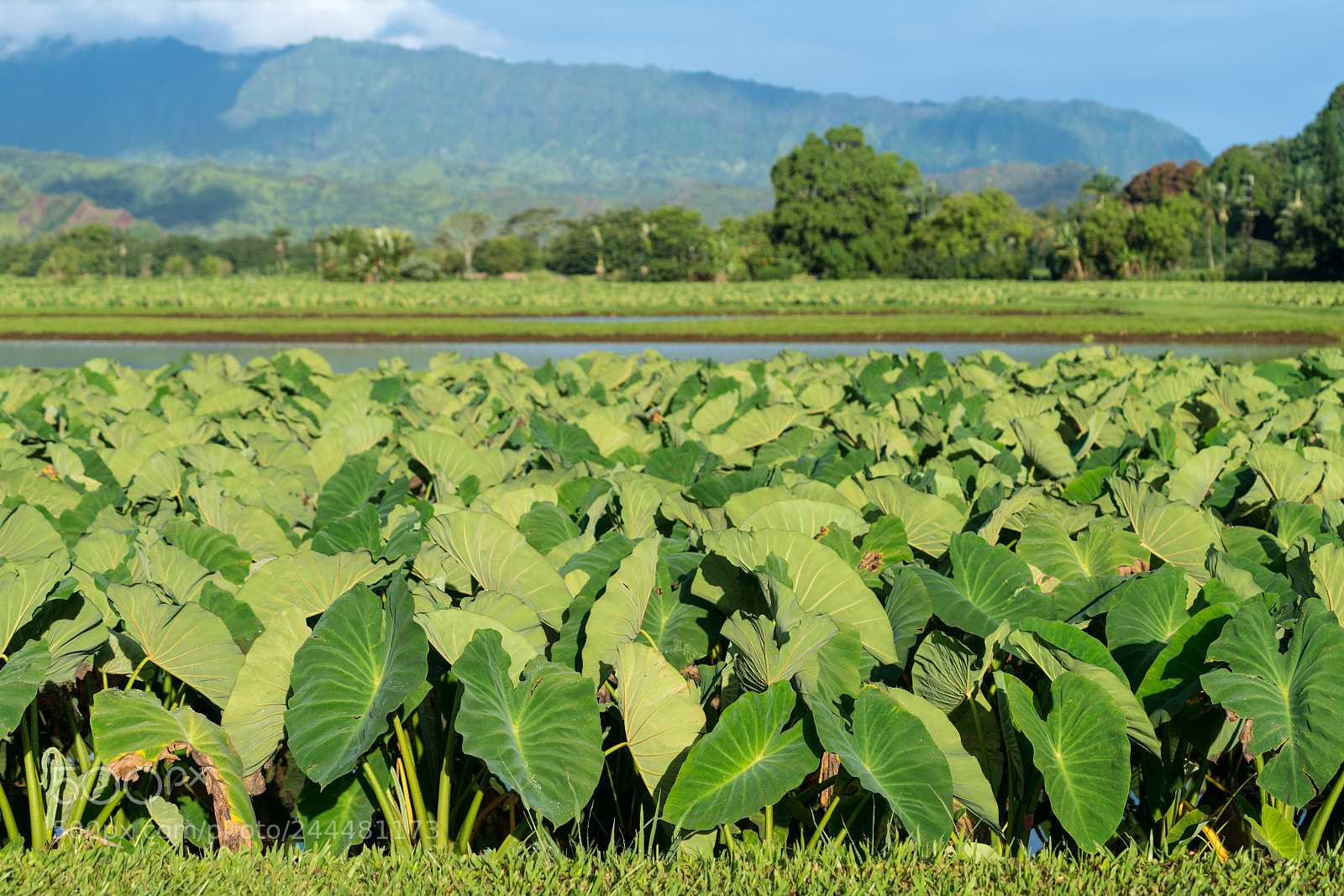 Sony a7R II sample photo. Taro plants in hanalei photography