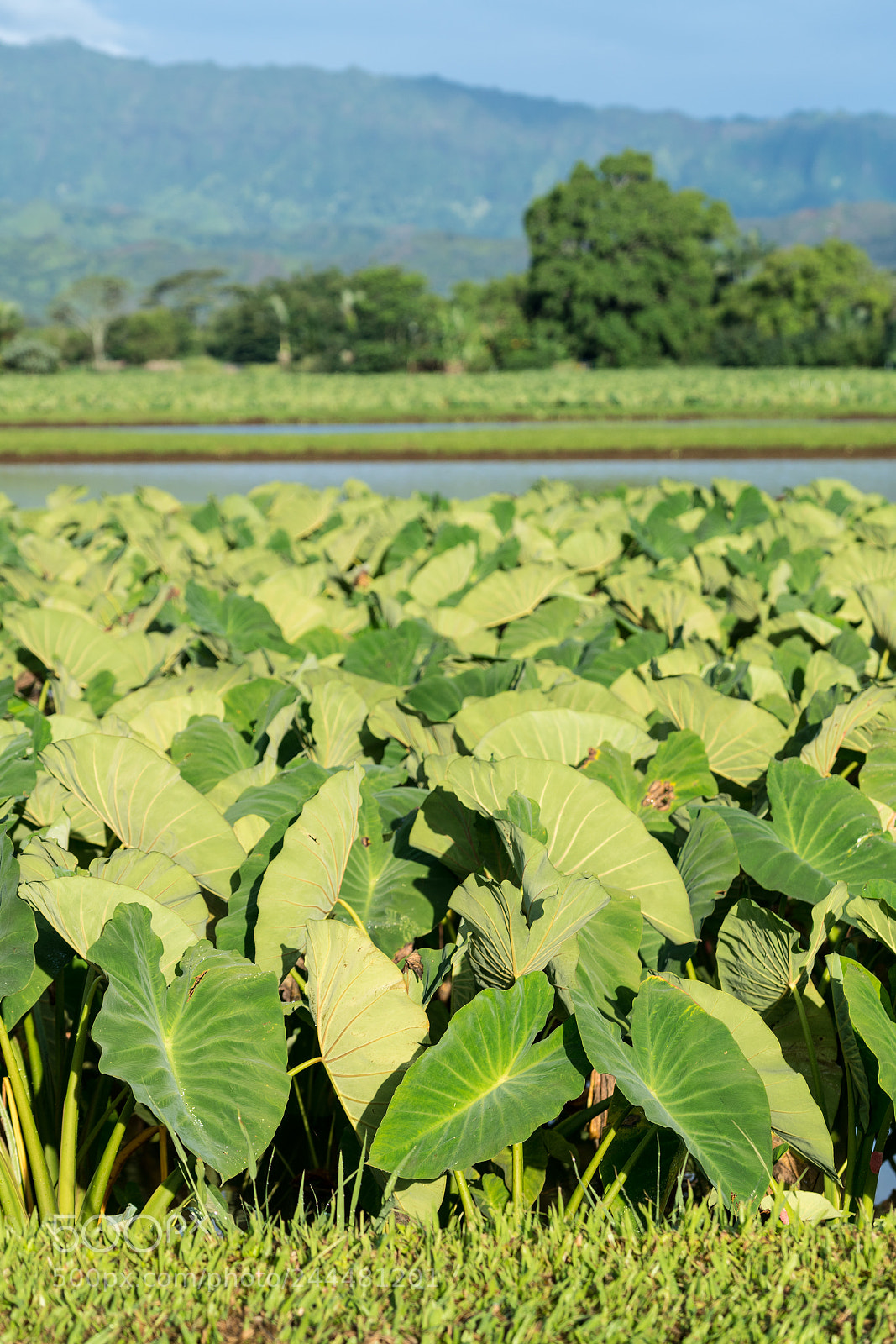 Sony a7R II sample photo. Taro plants in hanalei photography