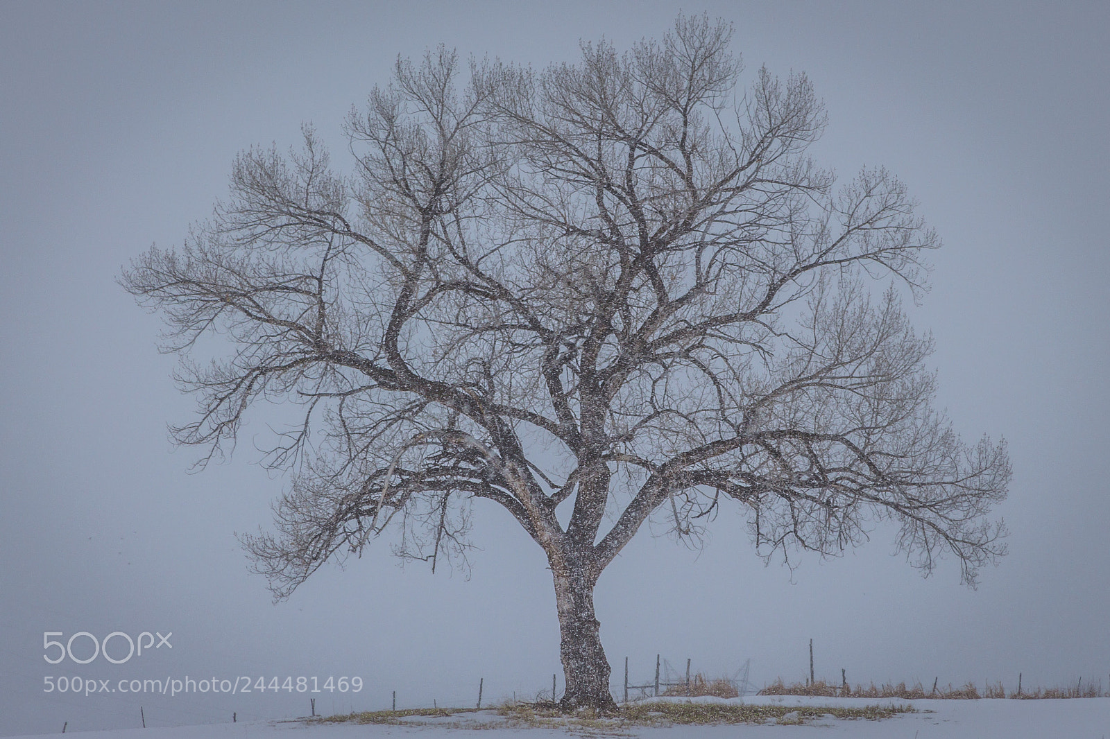 Canon EOS 60D sample photo. Crawford tree photography