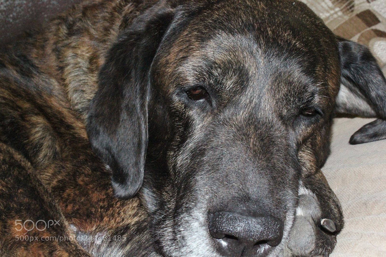 Canon EOS 1300D (EOS Rebel T6 / EOS Kiss X80) sample photo. A pet photography