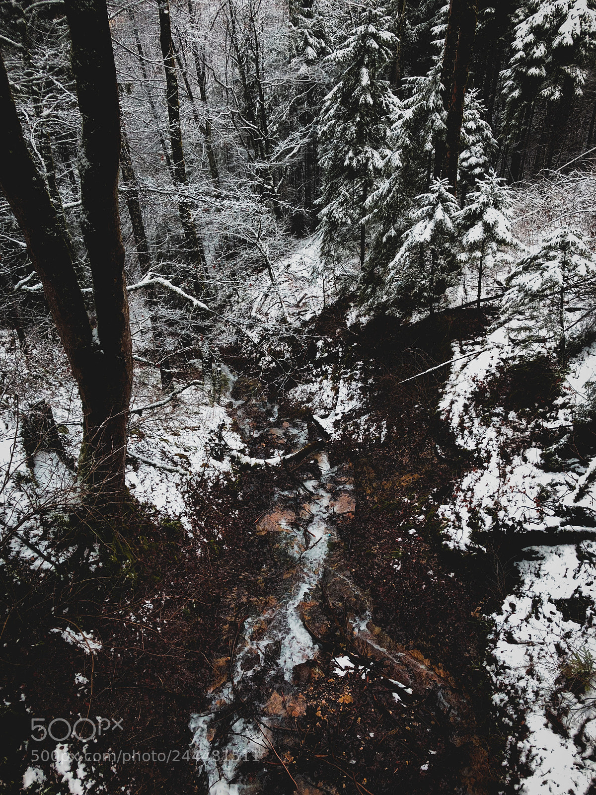 Apple iPhone 8 Plus sample photo. Forest photography