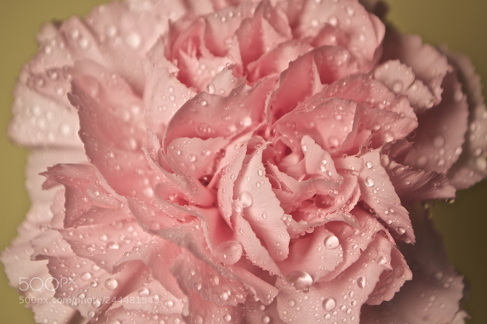 Nikon D3100 sample photo. Carnation photography