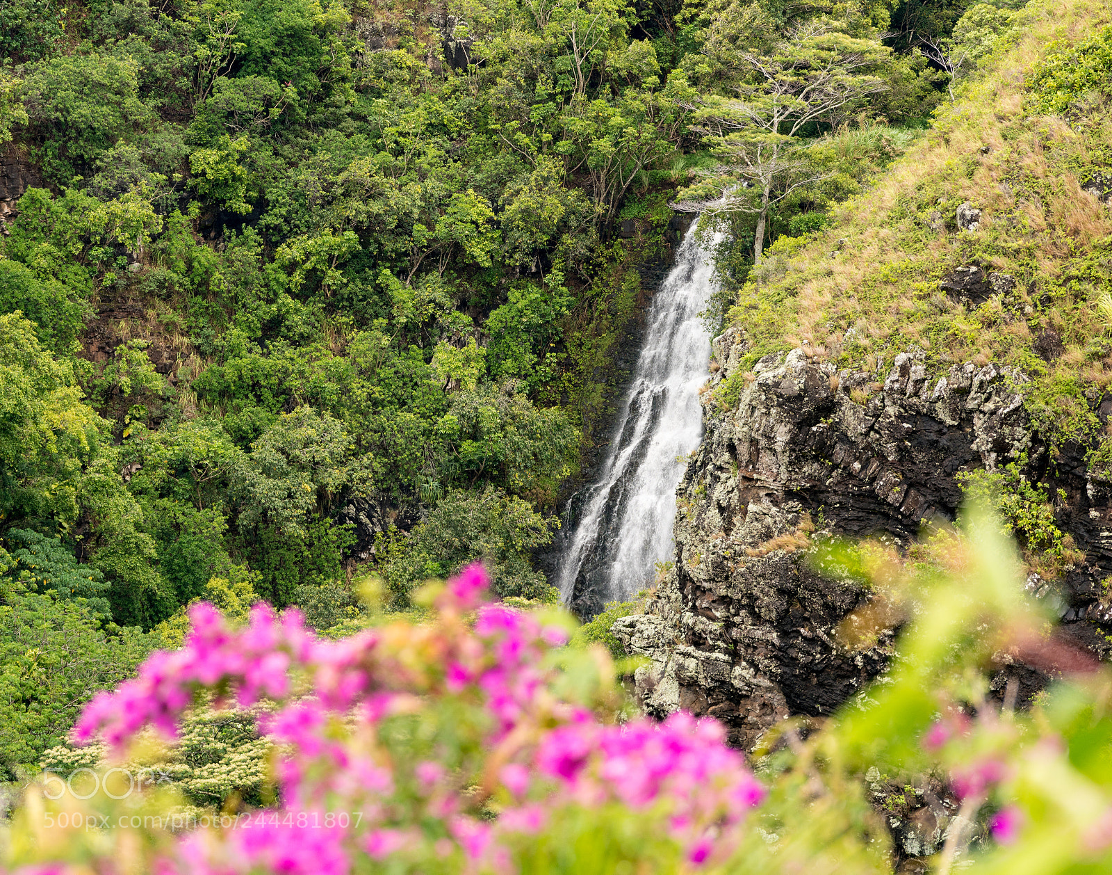 Sony a7R II sample photo. Opaekaa falls in hawaiian photography