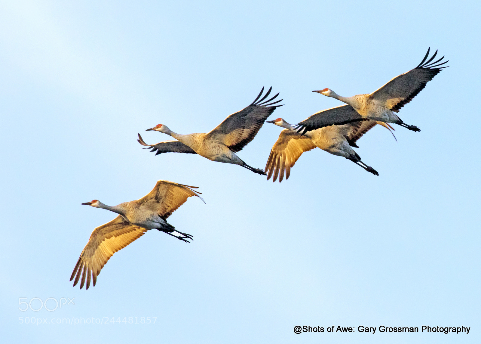 Canon EOS 7D Mark II sample photo. Sun under wing photography