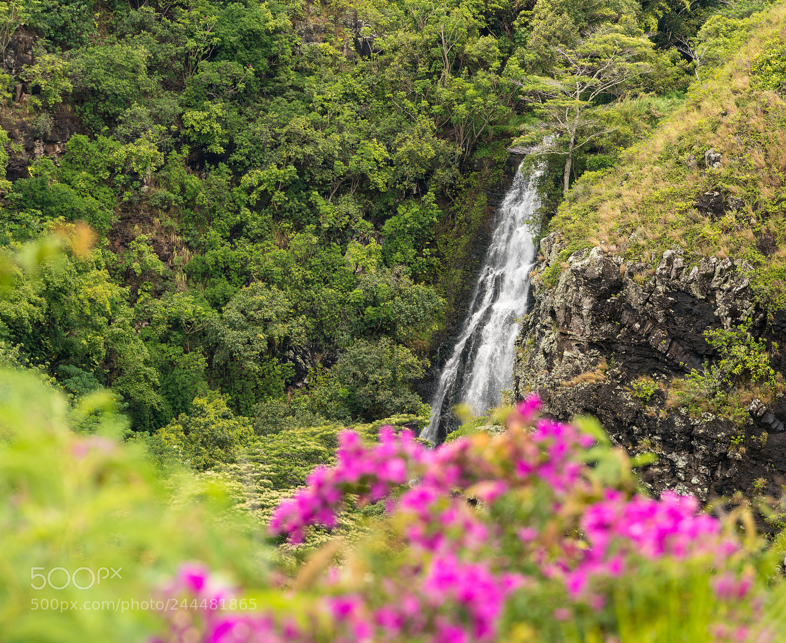 Sony a7R II sample photo. Opaekaa falls in hawaiian photography