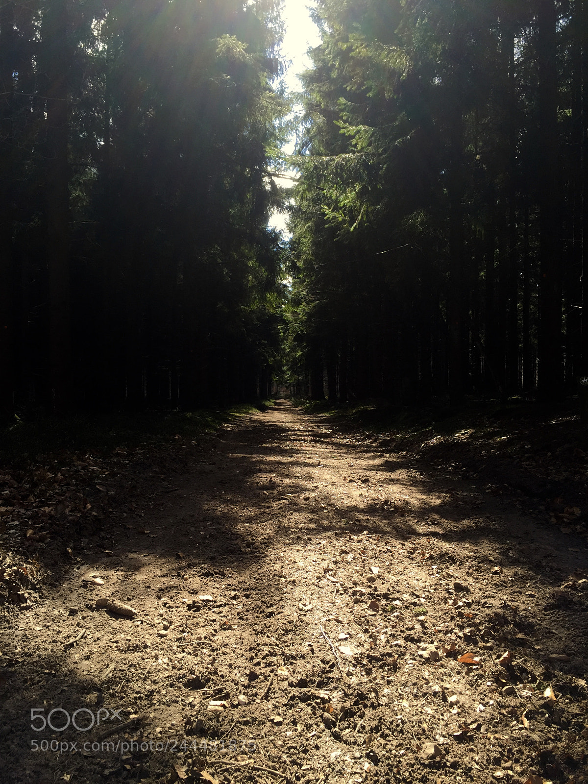 Apple iPhone 6 sample photo. Forest divide photography