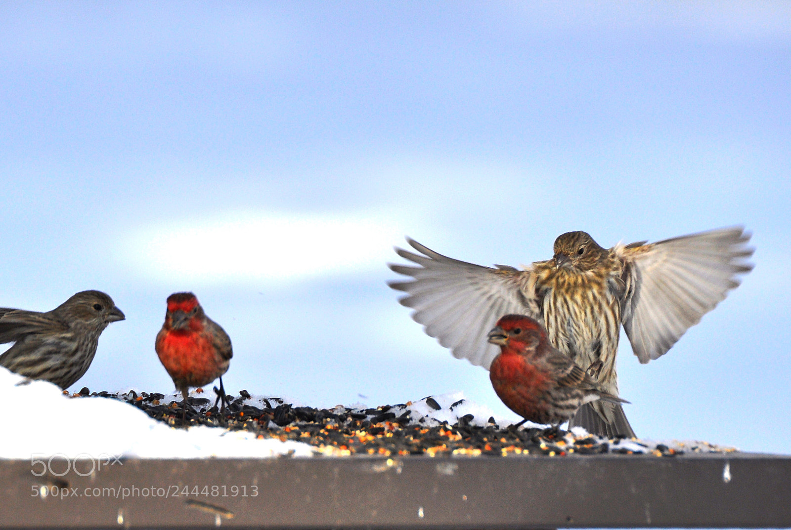 Nikon D90 sample photo. Finches photography