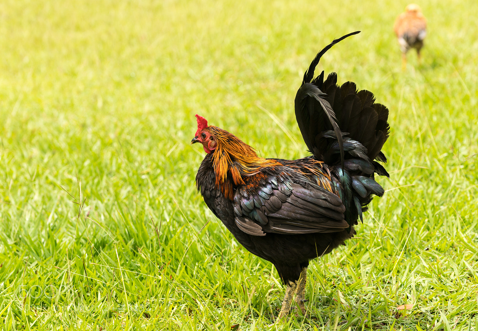 Sony a7R II sample photo. Wild poultry on kauai photography