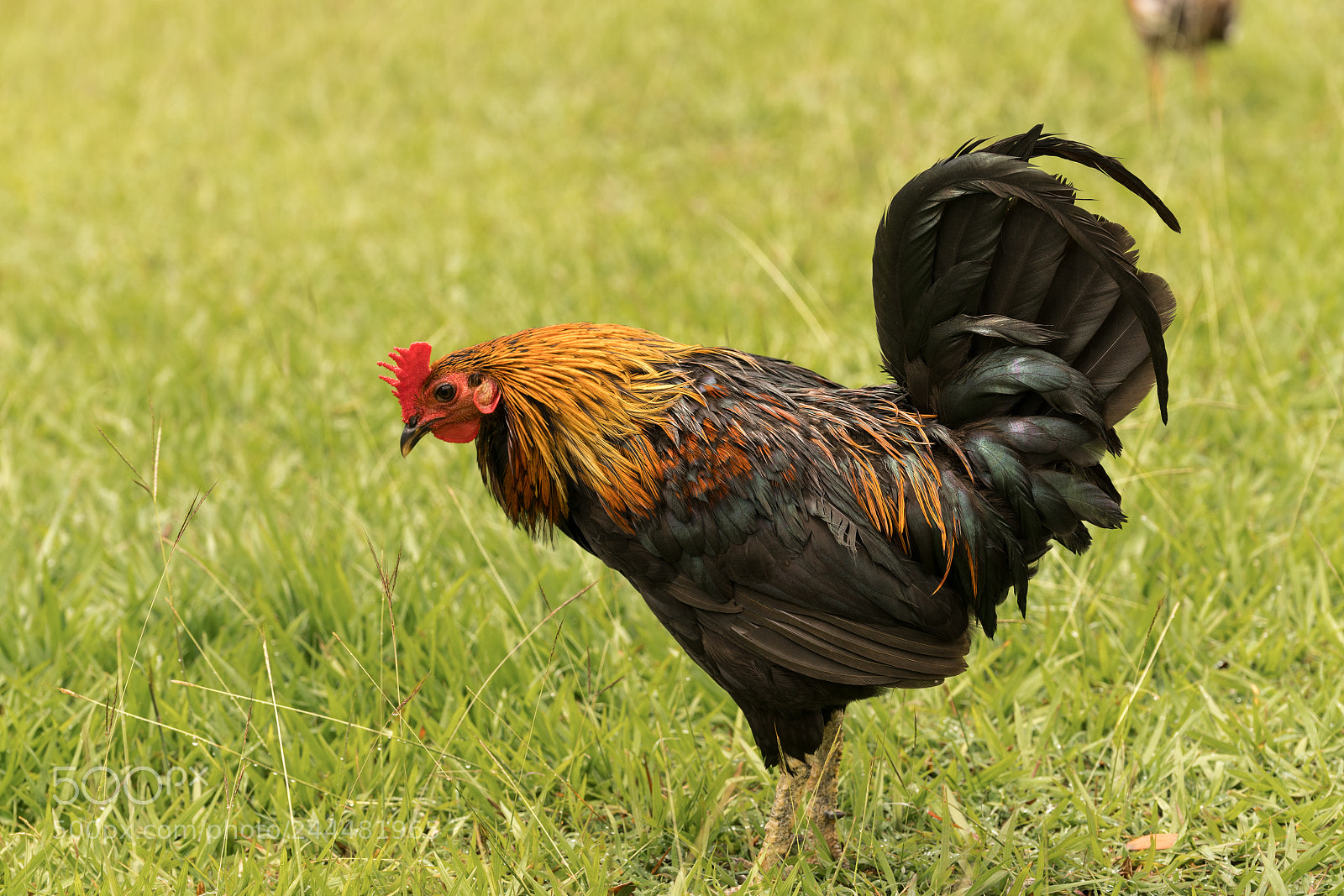 Sony a7R II sample photo. Wild poultry on kauai photography