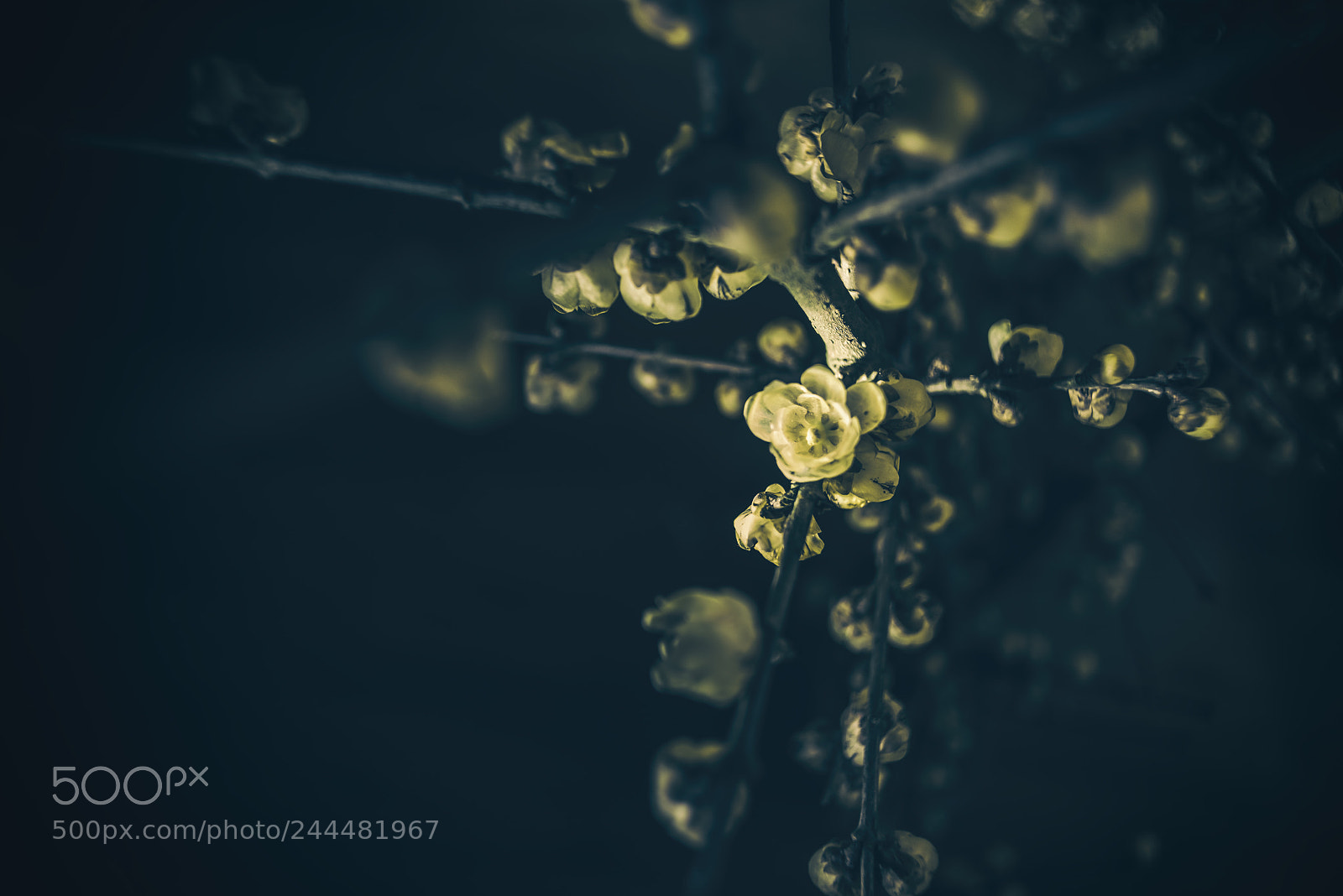 Pentax K-1 sample photo. In dark photography